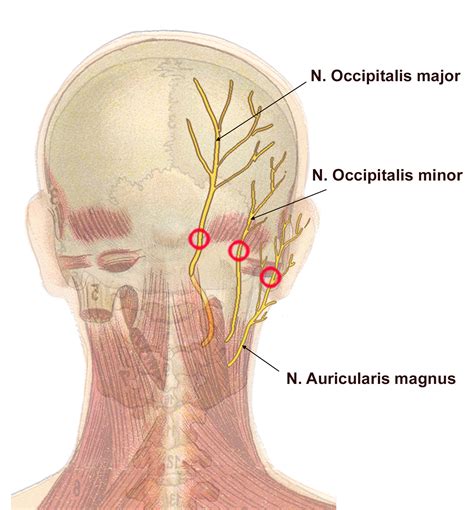 N Auricularis Magnus