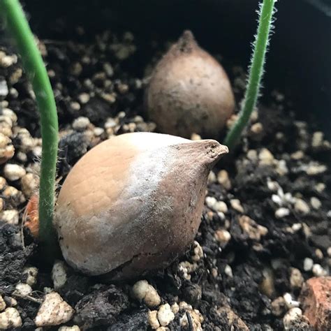 Joe Bagley - THE HOUSEPLANT DOCTOR™ on Instagram: "How to Grow Sago ...