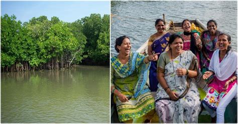 Here’s How A Group Of Women Are Saving The Mangroves In Sindhudurg By ...