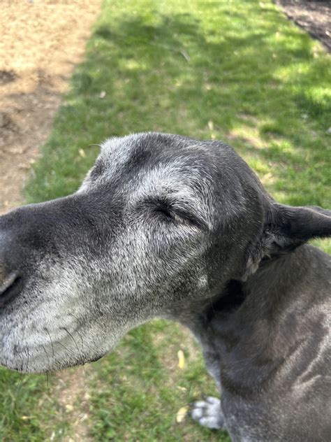 My dog died and this is the only picture I have of her can someone ...