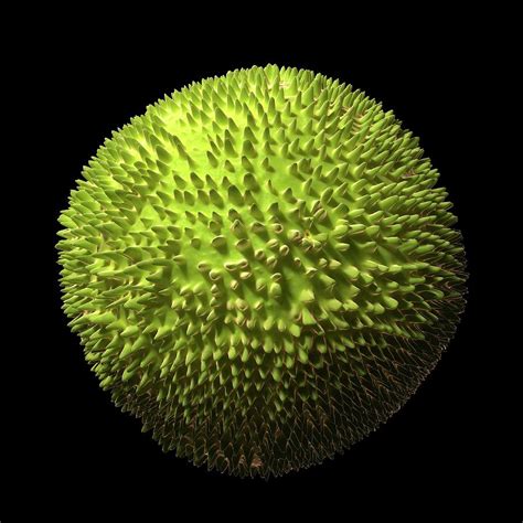 Bildergebnis für rubella virus