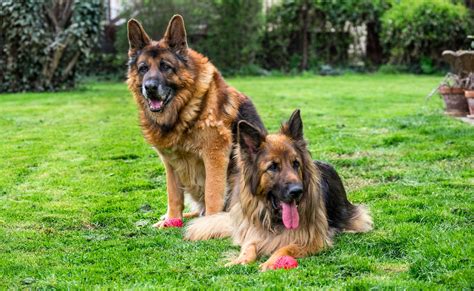 7 Most Loyal And Protective Dog Breeds For Your Family - Tededer.com