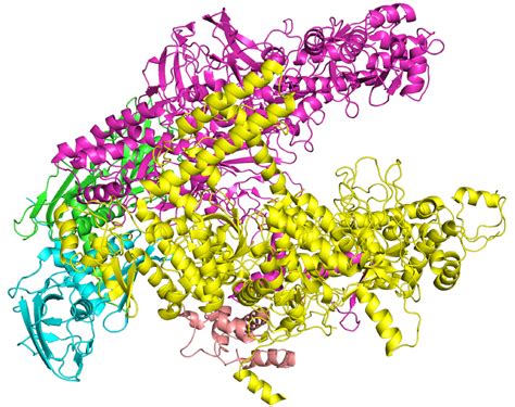 RNA Polymerase Structure 的图像结果