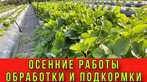 Осенние работы на клубнике ,обработки ,подкормки - YouTube