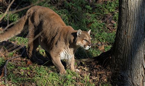 Michigan cougar sighting reports near record pace