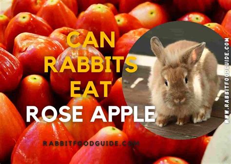 Can Rabbits Eat Rose Apples? In-depth Full Guide