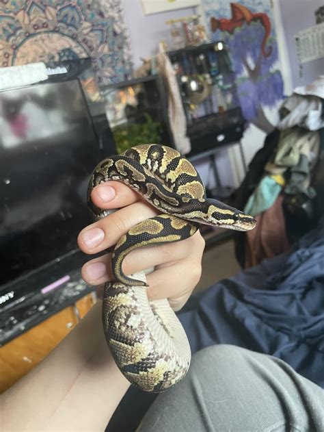 Image result for Fancy Ball Python