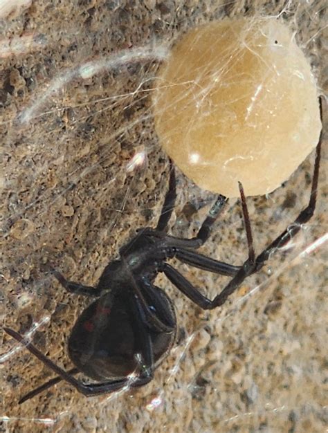 Black Widow Egg Sac The Black Widow Alabama Cooperative Extension