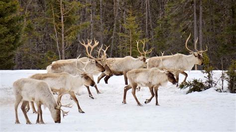 What Do Reindeer Eat? Let's Dive In!