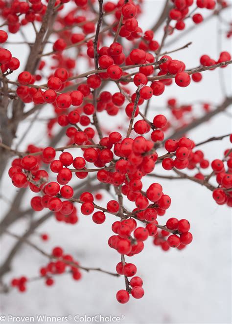 Berry Poppins® - Winterberry - Ilex verticillata | Proven Winners