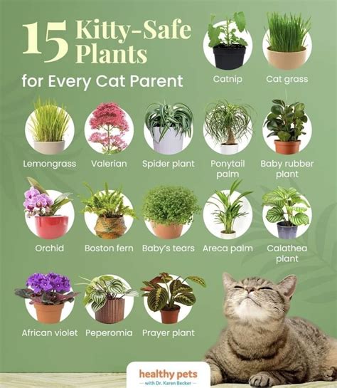 Cat-Safe House Plants