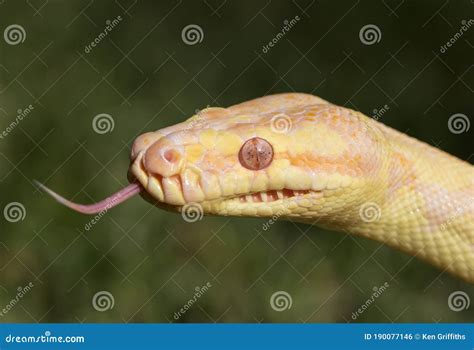 Image result for Green Australian Carpet Python