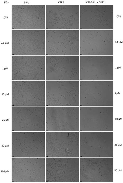 JFB | December 2023 - Browse Articles