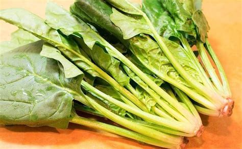 冬季可以种哪些蔬菜？口感佳抗寒性好的11种蔬菜推荐！ *一米菜园_种植