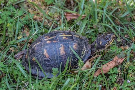 Image result for Female Box Turtle