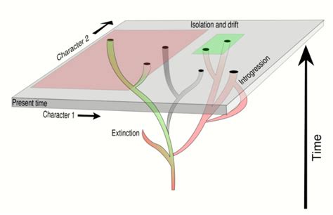 Taxonomy | Encyclopedia MDPI