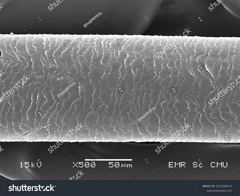 Scanning Electron Microscope Cell 的图像结果