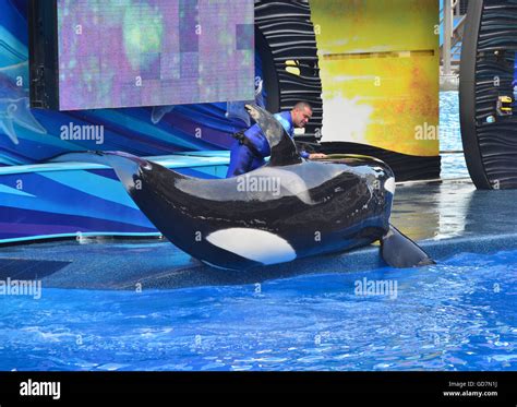 Killer Whale show in the Shamu Stadium at Seaworld Orlando Florida ...