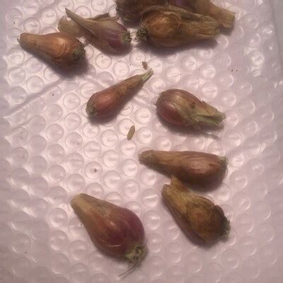 Image result for Word Search Tagalog Words