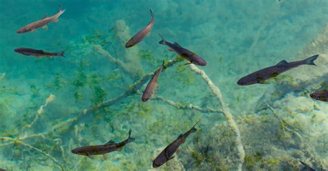 9 Reasons Having Fish Can Benefit Your Pond Plants - The Garden Magazine