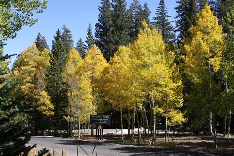 Wheeler Peak Campground Nevada: Reservations & Amenities