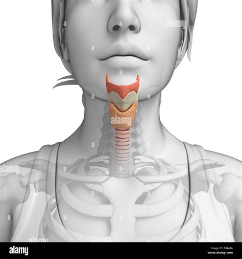 Anatomy Of Inside Throat at Stephanie Clunie blog
