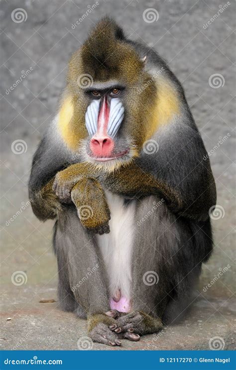 Sitting mandrill stock photo. Image of mandrillus, brown - 12117270