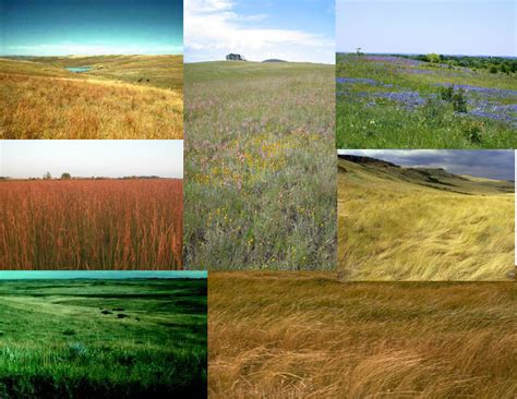 Grassland 的图像结果