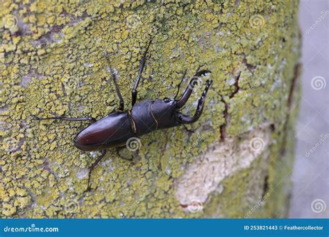 Japanese Stag Beetle-Prosopocoilus Inclinatus Royalty-Free Stock ...