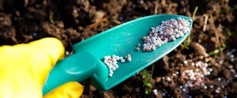5 Tips On How To Keep Plants Alive