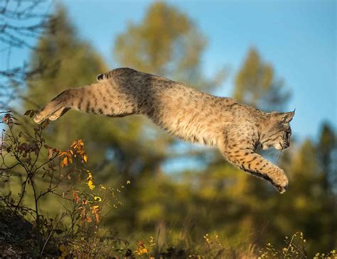 Bobcats in Indiana? Here's What We Know - A-Z Animals