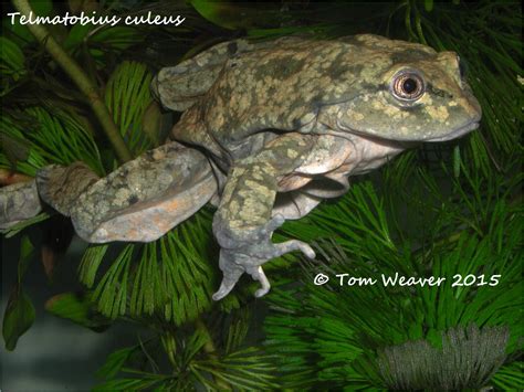 Conservation - AZA Amphibian Taxon Advisory Group