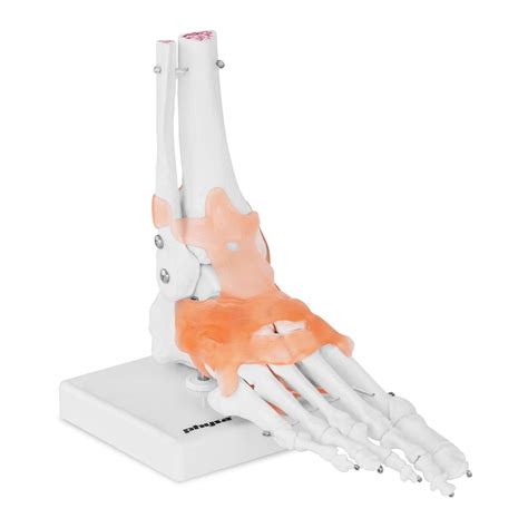 Buy FEIGER Physa Human Foot Skeleton Model With Ligaments And Joints ...
