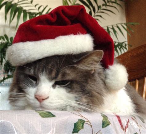 Top 10 cats wearing christmas jumpers – Artofit