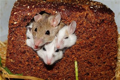 活体无菌C57小黑鼠实验鼠小白鼠大白鼠繁殖组活物老鼠喂养殖包邮_虎窝淘