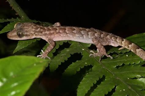 Bent-toed Gecko