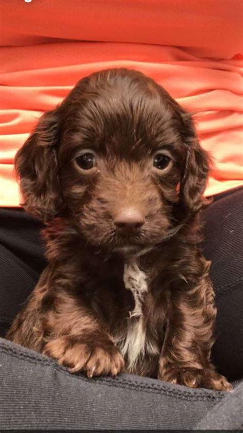 Image result for Miniature Cockapoo