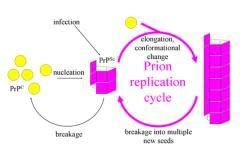 Prion and Prion Hypothesis - Botany Optional for UPSC PDF Download