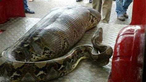 Image result for In Recent Python Eat a Man