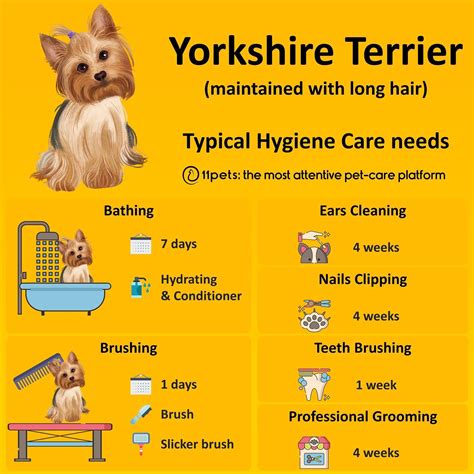 Yorkie growth chart through life stages things to know – Artofit