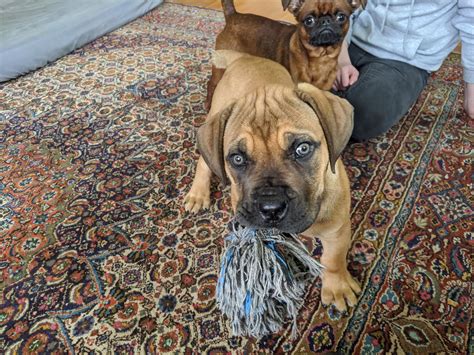 Volhard Puppy Aptitude Testing — Paragon Boerboels