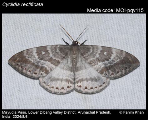 Cyclidia rectificata | Moths