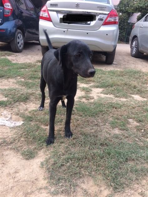 Finding Suzi's Mommy – Lana Paws