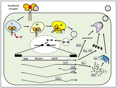 Mouse Mammary Tumor Virus Molecular Biology and Oncogenesis
