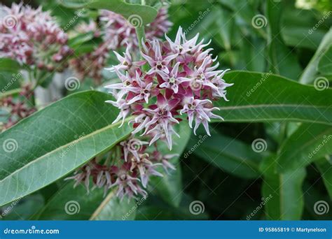 Showy Milkweed - Idaho stock image. Image of plant, showy - 95865819