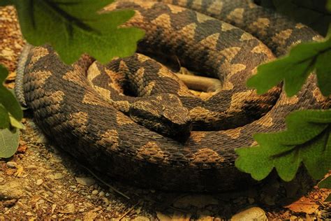 Image result for Python Reptile