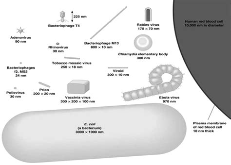Fig. 6. Size of different viruses