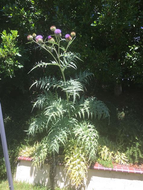 Feed me, Seymour! : r/gardening