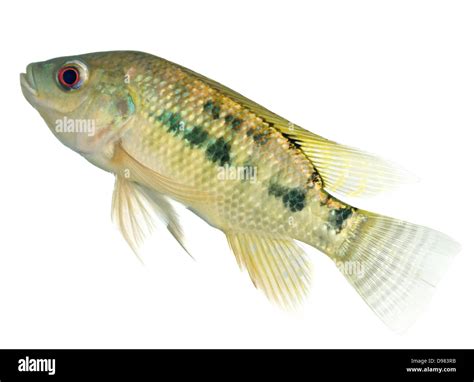 White Tilapia During Pregnancy at Silas Naylor blog