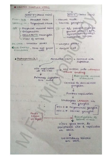 Herpes Simplex Virus Study Notes: Pathogenesis and Reactivation ...